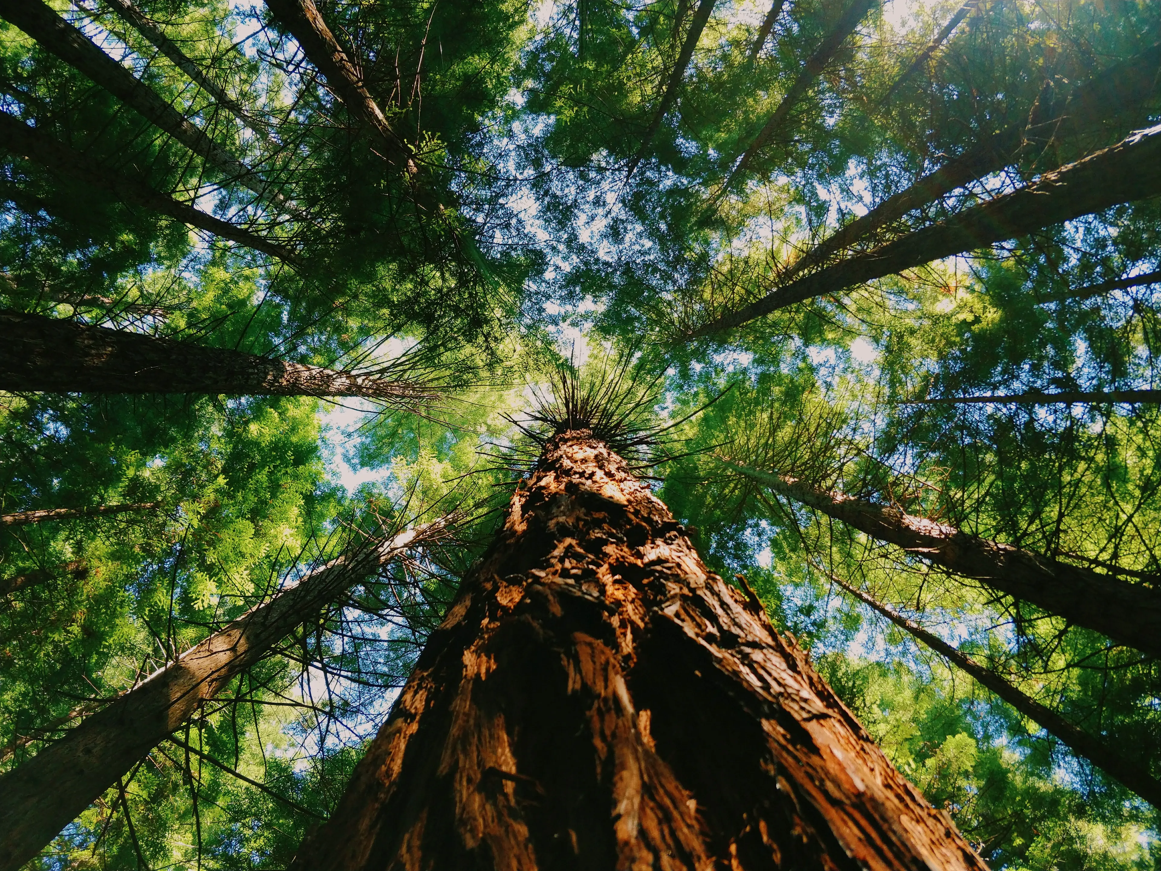 Redwood forest